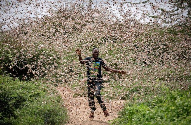 Dalam satu hari, segerombolan kecil belalang dalam memakan tanaman yang cukup bagi 35.000 orang.  Foto: Twitter: @RangaMberi