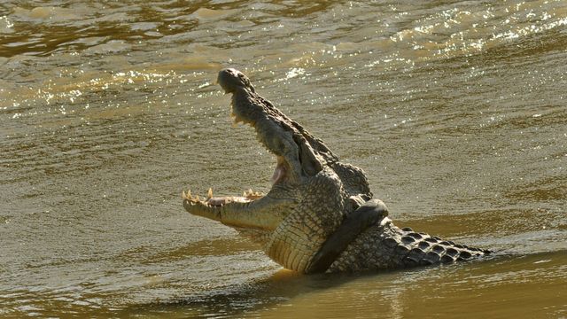 buaya liar terjerat ban sepeda motor