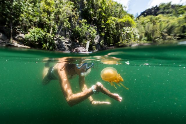 Ilustrasi traveler berenang di Danau Kakaban di Pulau Derawan Foto: Shutter Stock
