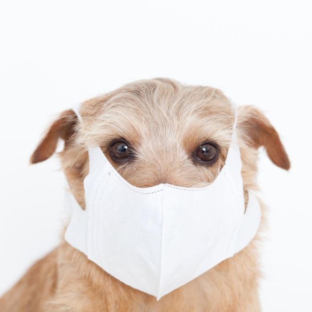 Ilustrasi anjing menggunakan masker. Foto: Shutter Stock