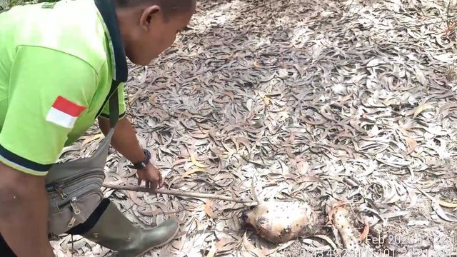 SEORANG petugas saat menunjukkan bangka hewan yang dimakan Harimau Sumatera (Panthera tigris sumatrea), Senin, 3 Februari 2020. 