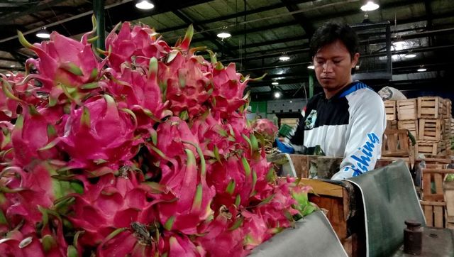 Berkualitas, Penjualan Buah Naga di PIOS Laku 2,5 Ton dalam Dua Hari