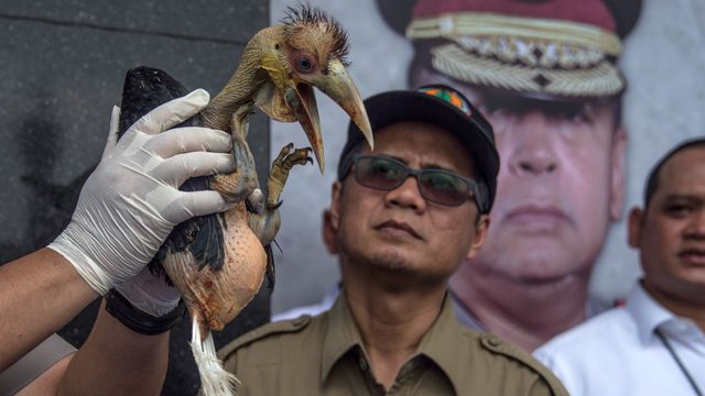 Perdagangan satwa dilindungi
