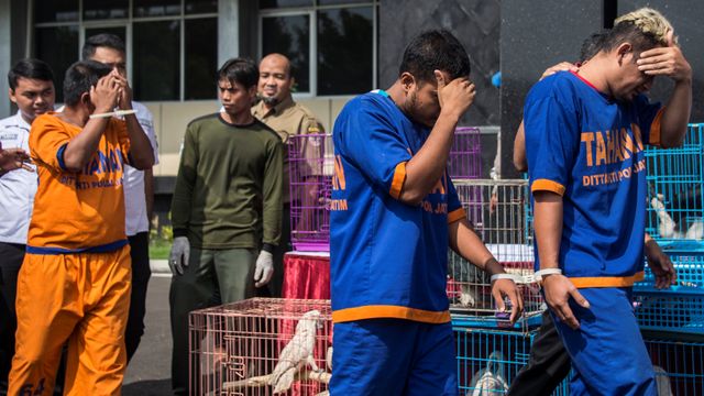 Perdagangan satwa dilindungi