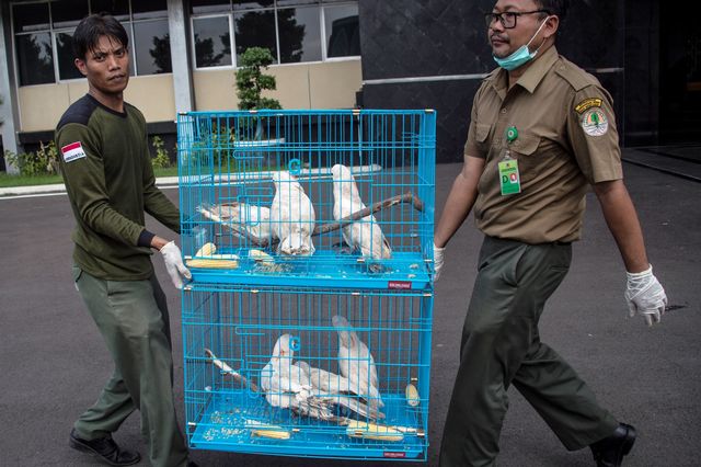 Petugas membawa sangkar dengan Kakatua, jenis burung yang diminati pasar ekspor. Foto: JUNI KRISWANTO / AFP