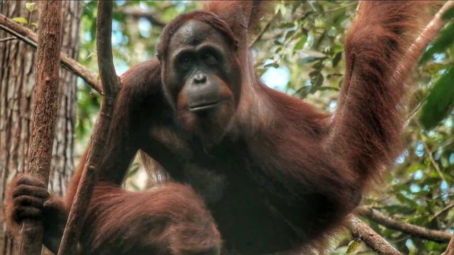 9 Alasan Kenapa Kamu Harus Mengunjungi Taman Nasional (118954)