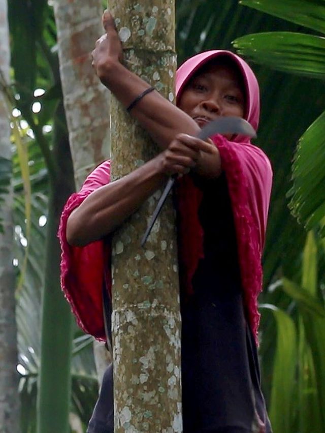 Siti Hajar, pemanjat pinang yang menghidupi keluarga.  Foto: Dok. Istimewa