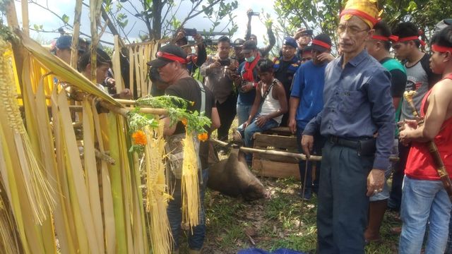 Ritual sembelih babi di kantor Borneo Indobara (BIB), Selasa (4/2/2020). Stringer banjarhits.id