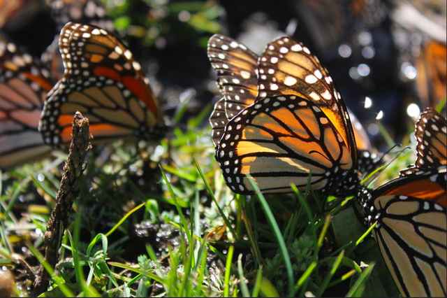 Kupu-kupu Raja. Foto : Charlie Marchant