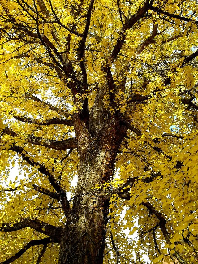 Ilustrasi Pohon Ginkgo. Foto: piqsels