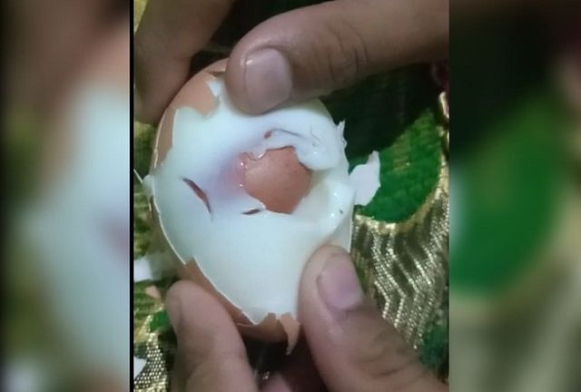 Telur ayam di Makassar berisikan telur, (Makassar Indeks/Kadir).