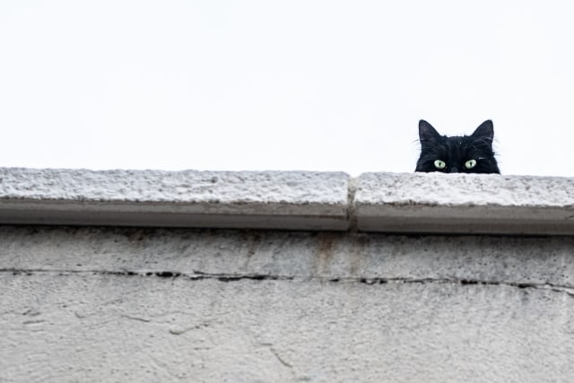 Untitled Image