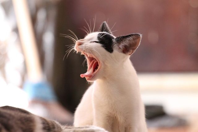 Ilustrasi kucing. Foto: Pixabay/wilkernet