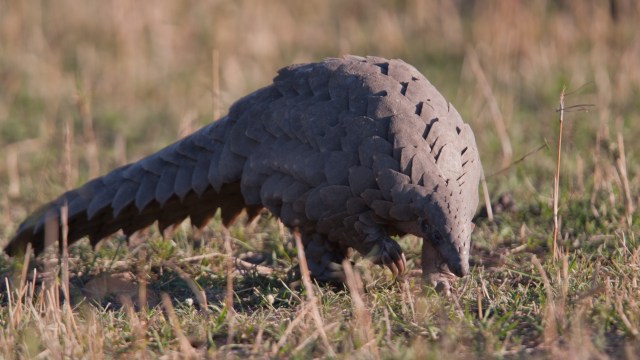 Ilustrasi Trenggiling. Foto: Getty Images