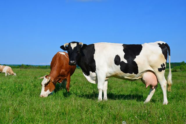 com-Ilustrasi sapi penghasil susu Foto: Shutterstock