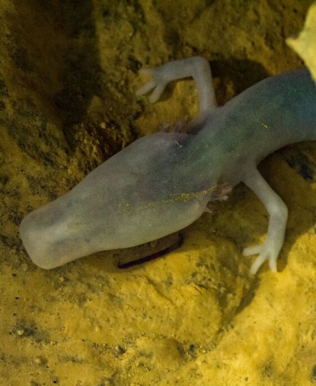 Ilustrasi salamander olm Foto: flickr/Javier Ábalos