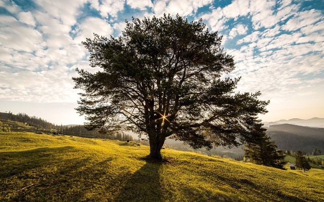 Untitled Image