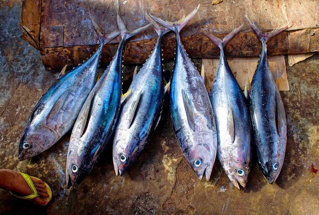 Yuk, Cari Tahu Manfaat hingga Efek Samping Mengonsumsi Ikan Tuna Kalengan (296045)
