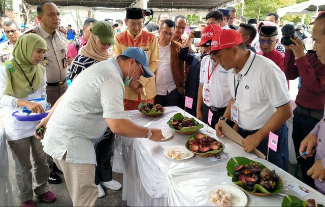 Gubernur Bangka Belitung, Erzaldi Rosma saat melihat kontes Manggis di Belitung. Beberapa waktu lalu. (Ist)