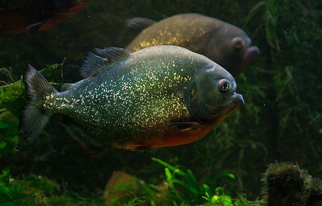  Apa  Benar Ikan Piranha Memakan Manusia kumparan com
