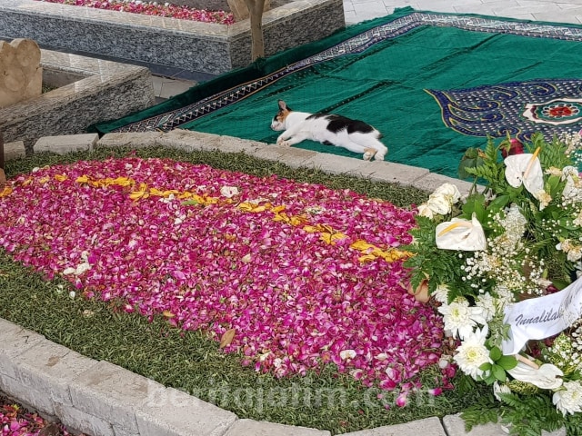 Kucing warna hitam putih tiduran di makam KH Salahuddin Wahid atau Gus Sholah. [Foto/Teuku Azwani untuk beritajatim.com]