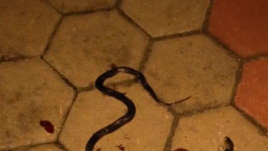 Anak ular kobra ditemukan di Tangerang Selatan. Foto: Reza Ramadhan/kumparan