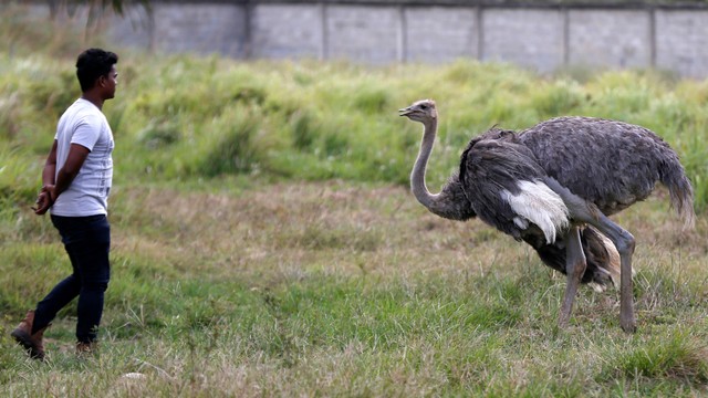 Petugas mengawasi burung Unta koleksi Taman Safari Gurun Putih Lestari di Jantho, Aceh Besar, Aceh. Foto: ANTARA FOTO/Irwansyah Putra/aww.