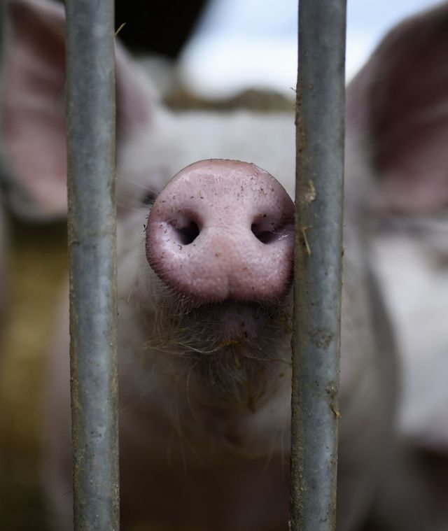 Ilustrasi babi di peternakan Foto: AFP/Ina Fassbender