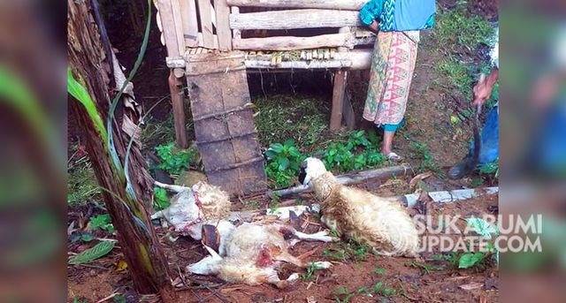Kambing milik warga di Desa Caringin, Kecamatan Cisolok, Kabupaten Sukabumi yang mati misterius dengan luka bekas gigitan dan perut terkoyak. | Sumber Foto:Nandi