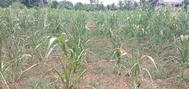 Tanaman jagung para petani di Kecamatan Kangae, Kabupaten Sikka yang terancam kering karena ketiadaan hujan. Warga pun menggelar ritual adat meminta hujan. Foto: Akun FB TheJanto Blw. 