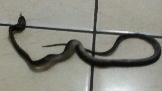 Seekor ular kopi atau Coelognathus flavolineatus ditemukan di dalam rumah warga komplek Puri Dago Bandung. (Istimewa)