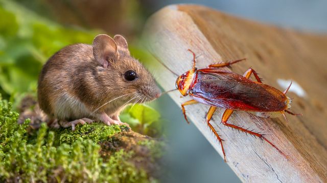 Ilustrasi tikus dan kecoa. Foto: Shutter Stock