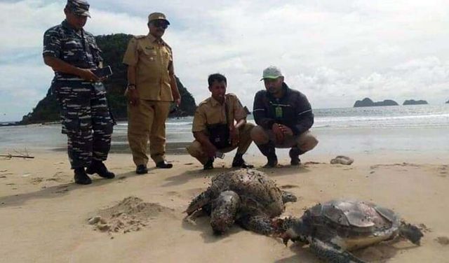2 Penyu Ditemukan Mati Terdampar di Pantai Pulau Merah Banyuwangi