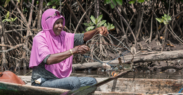 Mama Mariam Kramandondo menangkap karaka (kepiting hitam) di perairan hutan mangrove di Kampung Mandoni, Kabupaten Fakfak, Priovinsi Papua Barat. Mama Mariam memanfaatkan rotan dan jaring nilon serta daging ikan sebgai umpan untuk menangkap karaka. (Yayasan EcoNusa/Kei Miyamoto)