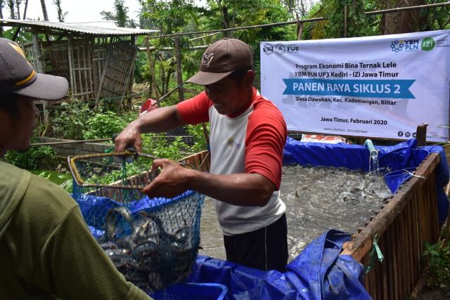 "Akhirnya, 17.000 Ekor Lele Berhasil Panen di Kampung Lele Bina Sejahtera" - Panen lele di siklus kedua ini berhasil menghasilkan 300 kg Lele siap jual ke pasaran. Dok. IZI