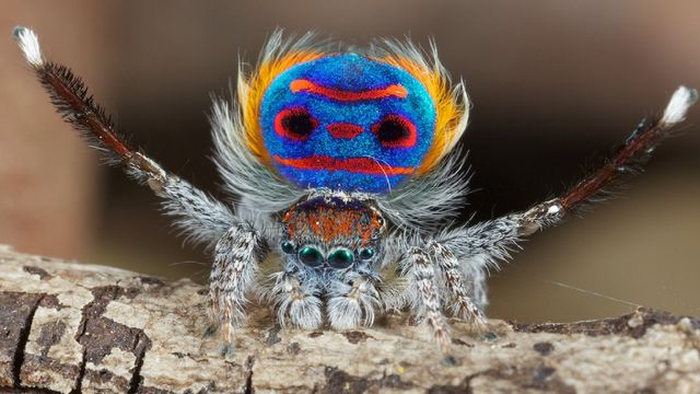 Foto: Laba-laba merak atau Maratus Sceletus