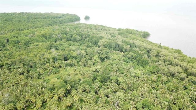 Belantara hutan di Desa Kao, Halmahera Utara, Maluku Utara. Foto: Adlun Fikri/cermat