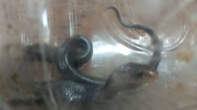 Ular kobra yang mematuk petugas SDA DKI Jakarta. Foto: Dok. Sudin Damkar Jaktim