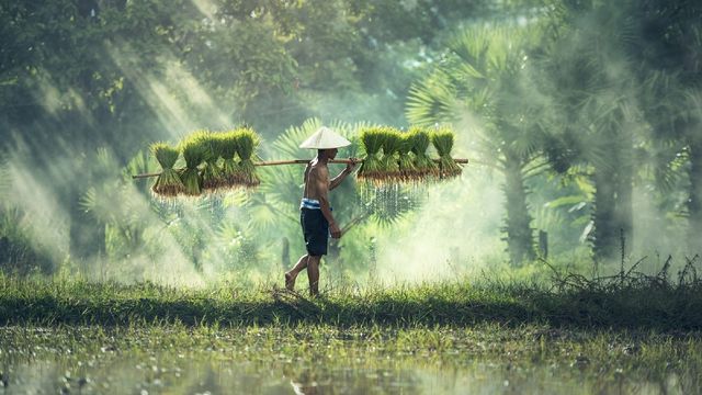 Foto: Petani yang sedang membawa padi menggunakan tongkat bambu