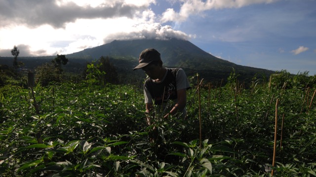 BPPTKG: Jika Gunung Merapi Erupsi, Tidak Akan Seperti 2010 (234214)