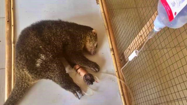 Kuskus beruang yang diamankan petugas Kesehatan Hewan dari tangan seorang warga. Kamis, (13/2). Foto: Dok istimewa