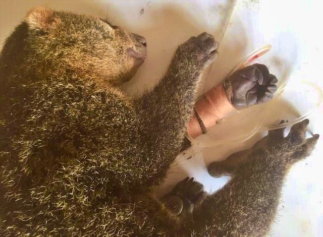 Komunitas Pecinta Satwa Di Gorontalo Selamatkan Kuskus Beruang