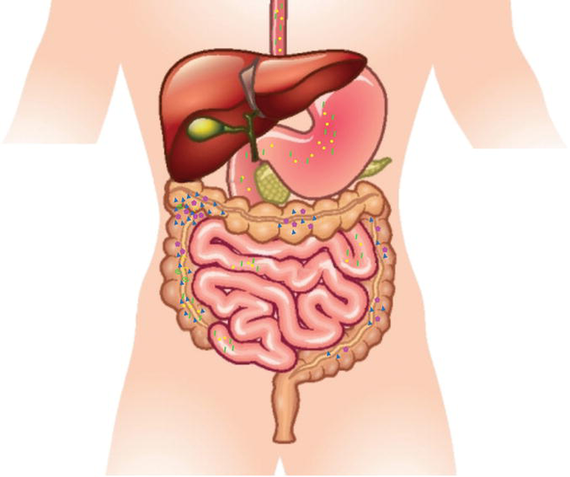 https://www.intechopen.com/books/functional-food-improve-health-through-adequate-food/models-to-evaluate-the-prebiotic-potential-of-foods