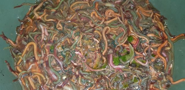 Wau Mbenggo: Menangkap Cacing Warna-Warni yang Kaya Gizi di Pantai Lakey, Dompu (312441)
