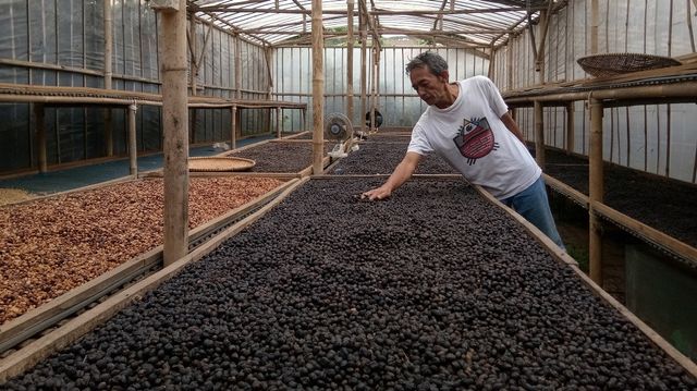 Proses pengeringan kopi yang dilakukan Abah Yoseph di rumahnya (Mega Dwi Anggraeni)