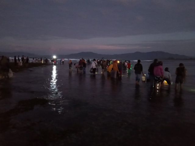 Keseruan Wau Mbenggo, Kegiatan Bau Nyale Ala Masyarakat Dompu, NTB (20602)