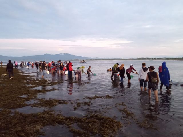 Keseruan Wau Mbenggo, Kegiatan Bau Nyale Ala Masyarakat Dompu, NTB (20603)