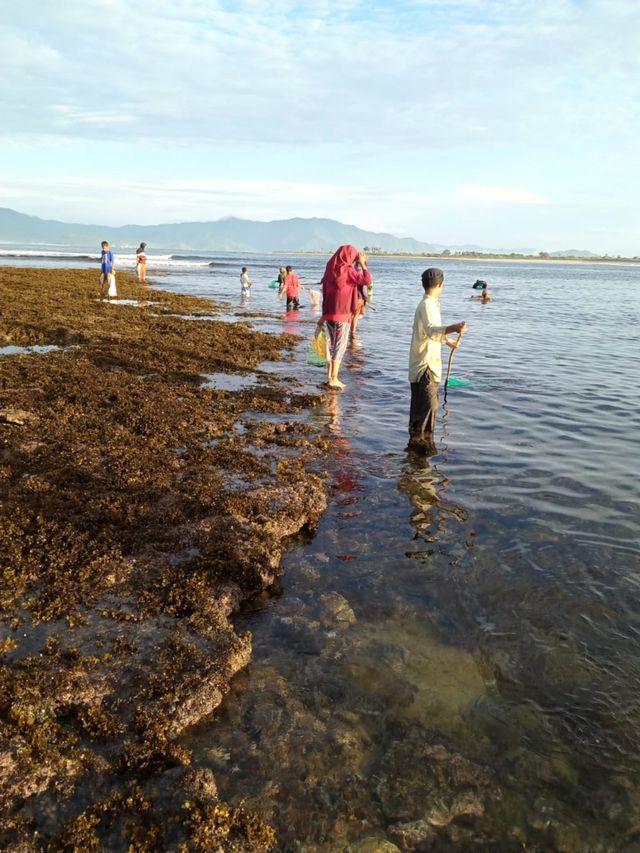 Keseruan Wau Mbenggo, Kegiatan Bau Nyale Ala Masyarakat Dompu, NTB (20604)