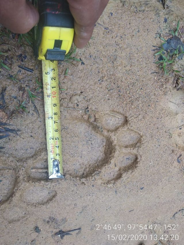 Jejak kaki harimau yang ditemukan tim BKSDA di sekitar permukiman penduduk Desa Darul Makmur, Kota Subulussalam. Foto: Dok. BKSDA Aceh