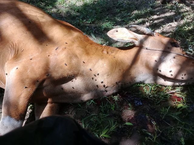 Seekor sapi tewas di kebun milik warga di Desa Kuala Tolam, Pelalawan, Riau.